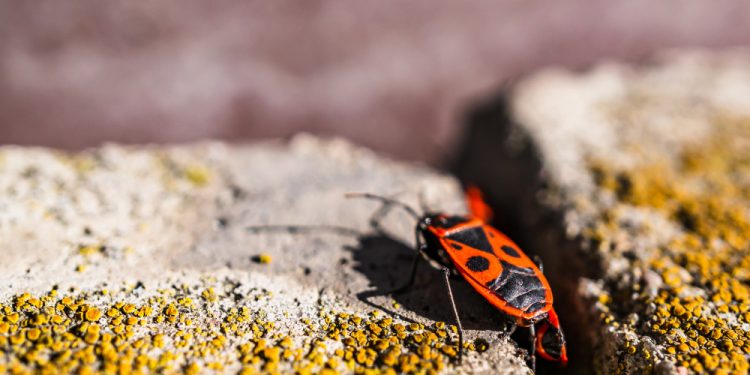 10 Most Common Bug Phobias