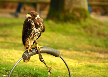 Eagle’s Most Common Household Pests