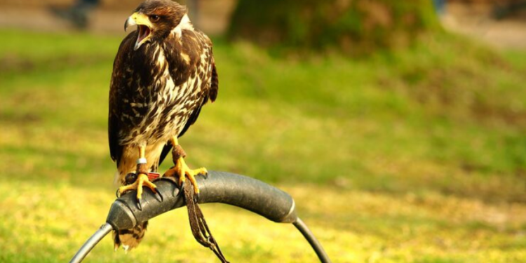 Eagle’s Most Common Household Pests