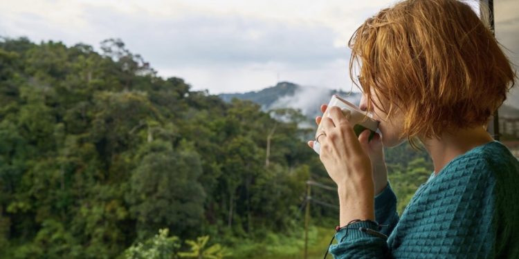 Everything to Know Before Cameron Highlands